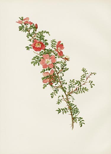 彩铅，蔷薇花，手绘