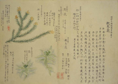 梅园百花画谱，植物，手绘