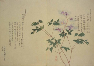 梅园百花画谱，植物，手绘