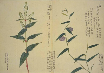 梅园百花画谱，植物，手绘