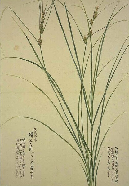 梅园百花画谱，植物，手绘