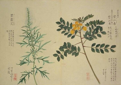 梅园百花画谱（三）——秋の部