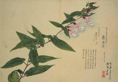 梅园百花画谱（三）——秋の部