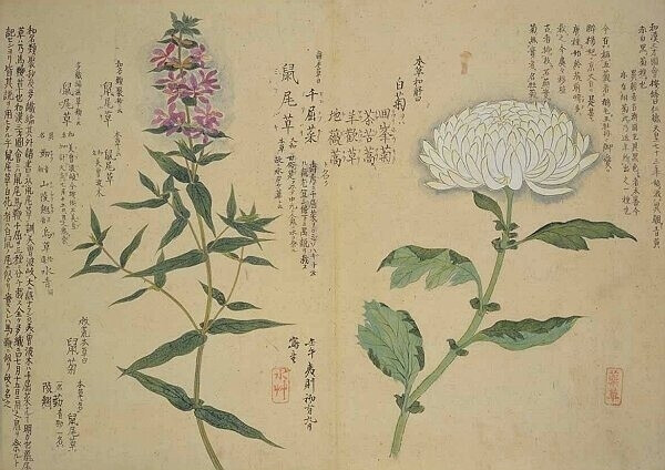 梅园百花画谱（三）——秋の部