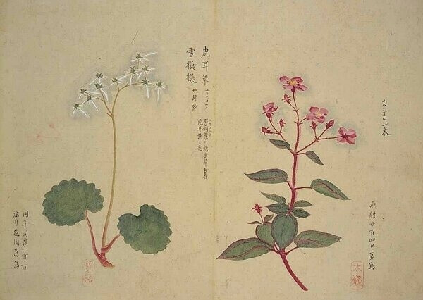 梅园百花画谱（三）——秋の部