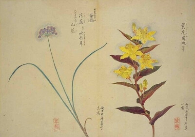 梅园百花画谱（三）——秋の部