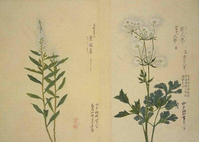 梅园百花画谱（三）——秋の部