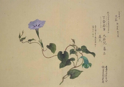 梅园百花画谱（三）——秋の部