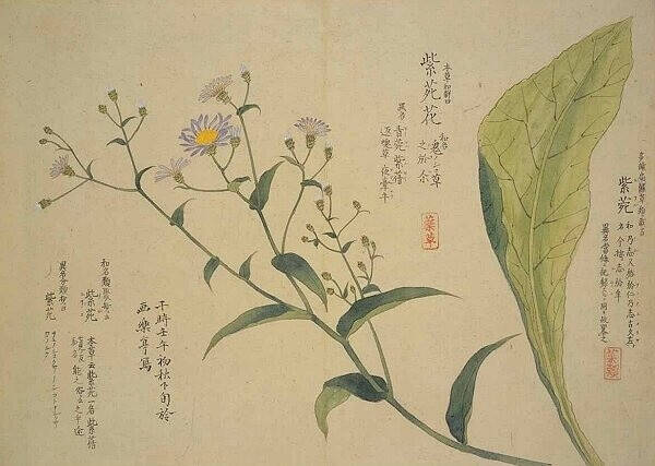 梅园百花画谱（三）——秋の部