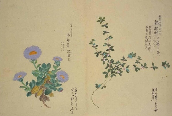 梅园百花画谱（三）——秋の部