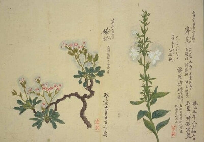 梅园百花画谱（三）——秋の部