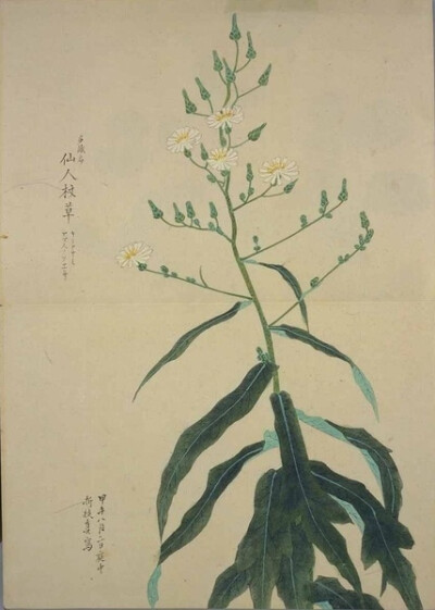 梅园百花画谱（三）——秋の部