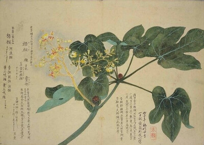 梅园百花画谱（三）——秋の部