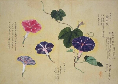 梅园百花画谱（三）——秋の部