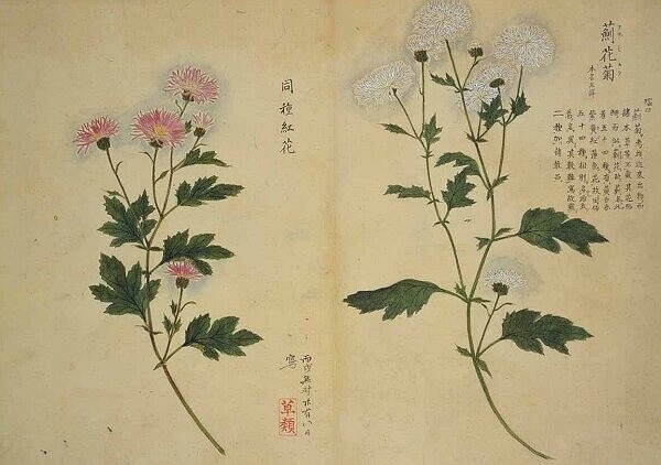 梅园百花画谱（三）——秋の部