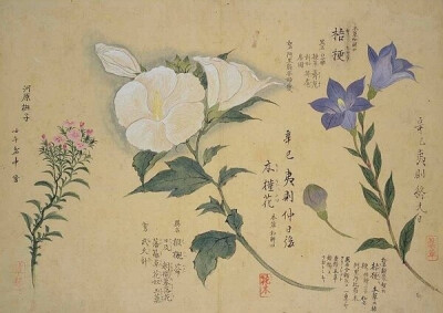 梅园百花画谱（三）——秋の部