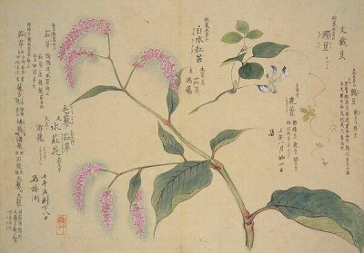 梅园百花画谱（三）——秋の部