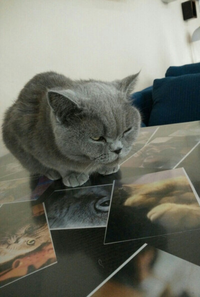 猫咪咖啡店
