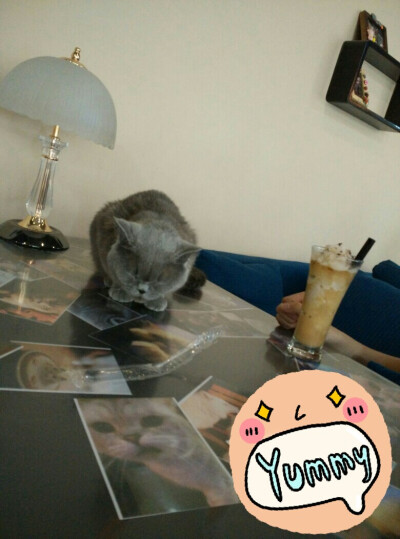 猫咪咖啡店
