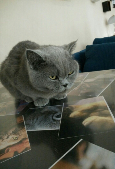 猫咪咖啡