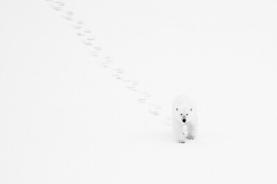 Bear in snow.