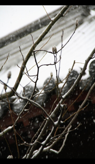 【四】 【冬之雪】 不知庭霰今朝落 疑是林花昨夜开 命运避无可避 终于还原它残酷的真相 百转千回 千回百转 终是求而不得