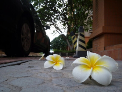 心情跟着雨后沾着雨水的鸡蛋花一起清新了起来～