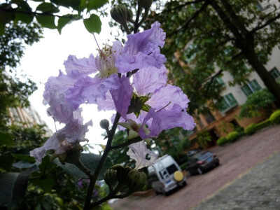 难得还有些紫薇花没有被雨水打熟呢