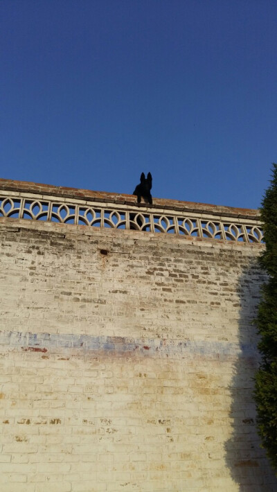 趴在高墙上的黑狗