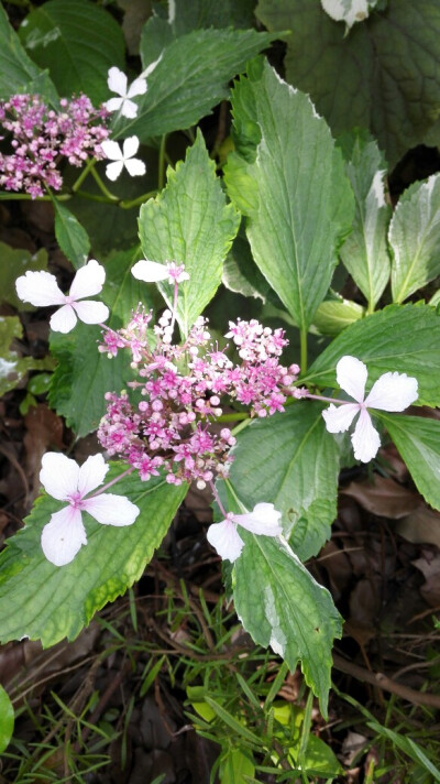 花叶八仙花