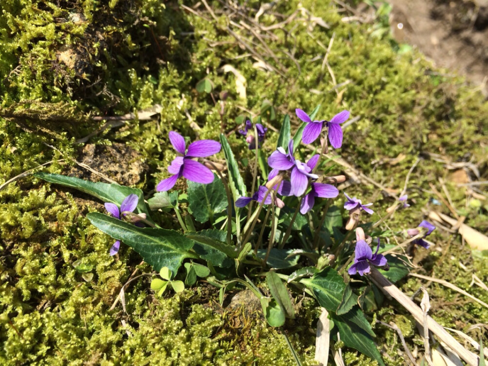 紫花地丁