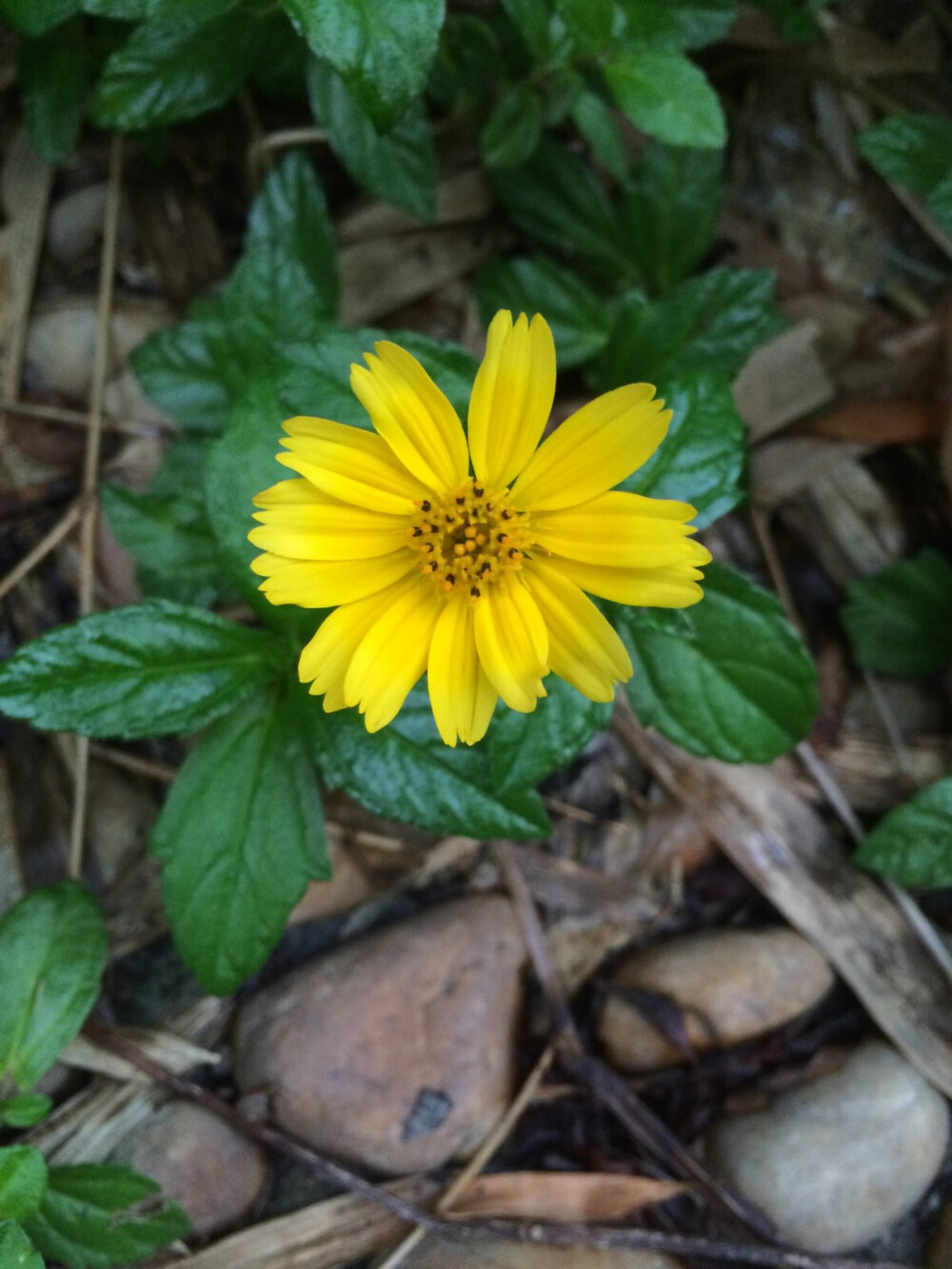 小黄花。