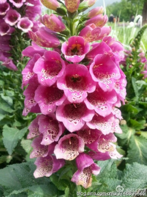 追花人的花事~再续前缘~