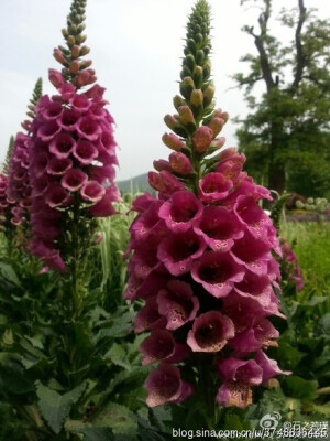 追花人的花事~再续前缘~