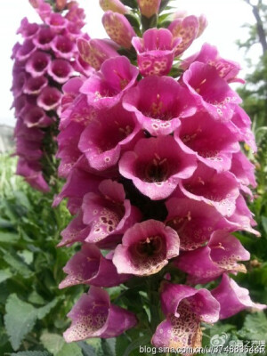 追花人的花事~再续前缘~