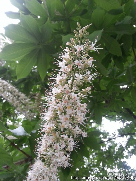 【石之若璞-花事-初夏觅花影】中文学名：七叶树~ 拉丁学名：Aesculus chinensis~ 别 称：梭椤树、梭椤子、天师栗、开心果、猴板栗~ 无患子目-七叶树科-七叶树属~