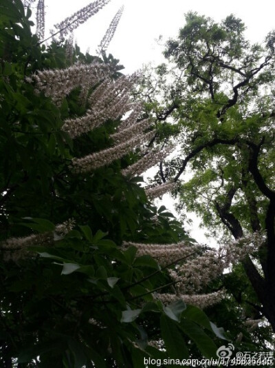 【石之若璞-花事-初夏觅花影】中文学名：七叶树~ 拉丁学名：Aesculus chinensis~ 别 称：梭椤树、梭椤子、天师栗、开心果、猴板栗~ 无患子目-七叶树科-七叶树属~