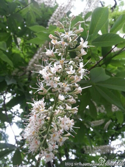 【石之若璞-花事-初夏觅花影】中文学名：七叶树~ 拉丁学名：Aesculus chinensis~ 别 称：梭椤树、梭椤子、天师栗、开心果、猴板栗~ 无患子目-七叶树科-七叶树属~