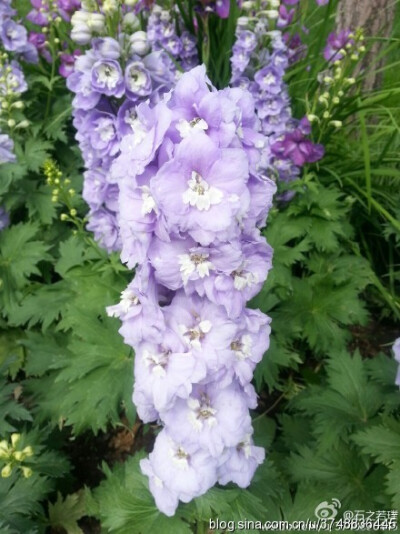 【石之若璞-花事-初夏觅花影】中文学名：飞燕草~ 拉丁学名：Delphinium grandiflorum~ 别称 ：大花飞燕草、鸽子花、百部草、鸡爪连、干鸟草、萝小花、千鸟花~ 毛茛科-翠雀族-飞燕草属-飞燕草~