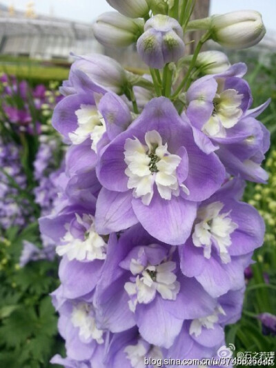 【石之若璞-花事-初夏觅花影】中文学名：飞燕草~ 拉丁学名：Delphinium grandiflorum~ 别称 ：大花飞燕草、鸽子花、百部草、鸡爪连、干鸟草、萝小花、千鸟花~ 毛茛科-翠雀族-飞燕草属-飞燕草~