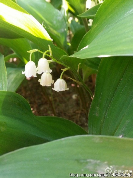 【石之若璞-花事-初夏觅花影】中文学名：铃兰~ 拉丁学名：Convallaria majalis Linn.~ 别 称：草玉玲、君影草、香水花、鹿铃、小芦铃、草寸香、糜子菜、芦藜花~ 百合科-铃兰族-铃兰属~