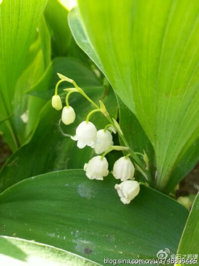 【石之若璞-花事-初夏觅花影】中文学名：铃兰~ 拉丁学名：Convallaria majalis Linn.~ 别 称：草玉玲、君影草、香水花、鹿铃、小芦铃、草寸香、糜子菜、芦藜花~ 百合科-铃兰族-铃兰属~