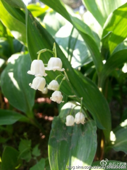 【石之若璞-花事-初夏觅花影】中文学名：铃兰~ 拉丁学名：Convallaria majalis Linn.~ 别 称：草玉玲、君影草、香水花、鹿铃、小芦铃、草寸香、糜子菜、芦藜花~ 百合科-铃兰族-铃兰属~