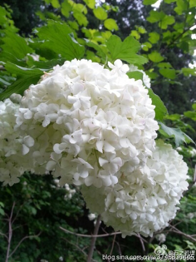 【石之若璞-花事-初夏觅花影】中文学名：木绣球~ 拉丁学名：Viburnum macrocephalum Fort.~ 别 称：绣球荚蒾、粉团花等~ 忍冬科-忍冬亚科-荚蒾族-荚蒾属-荚蒾亚属~