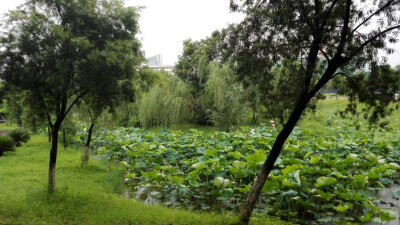 夏雨荷