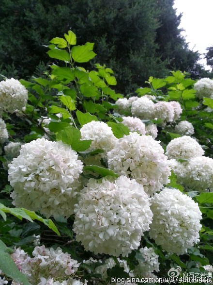 【石之若璞-花事-初夏觅花影】中文学名：木绣球~ 拉丁学名：Viburnum macrocephalum Fort.~ 别 称：绣球荚蒾、粉团花等~ 忍冬科-忍冬亚科-荚蒾族-荚蒾属-荚蒾亚属~