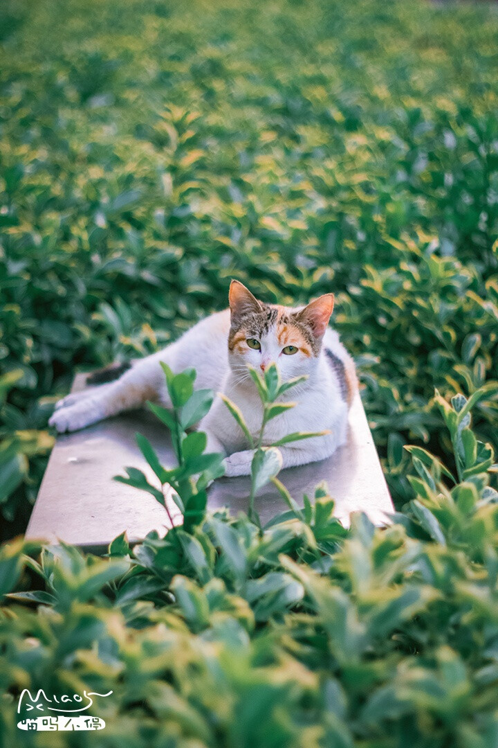 “万绿丛中一团猫～就是我”