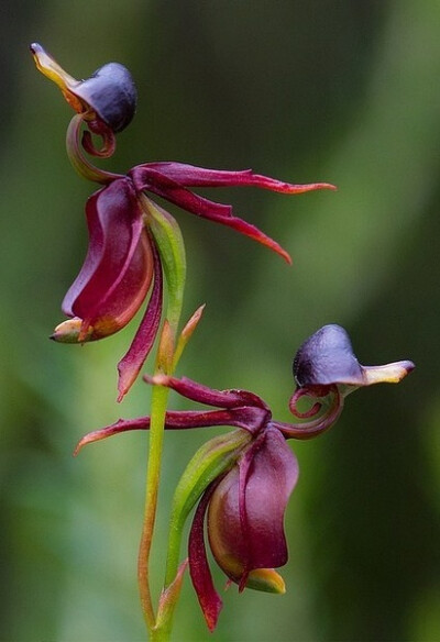 飞鸭兰（Flying Duck Orchid）这是一种仅产于澳洲的地生兰，其花朵侧面像极了一只只淩空飞起的 小鸭子一般，所以说澳洲不只有像鸭子的鸭嘴兽更有像鸭子的兰花