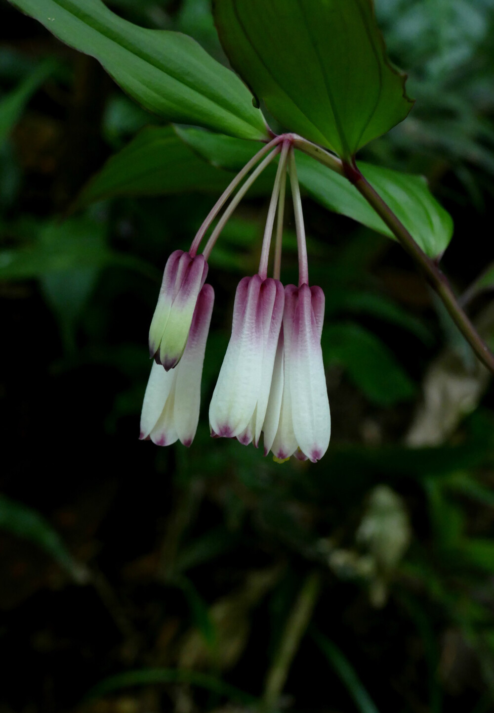 横脉万寿竹 Disporum trabeculatum ，秋水仙科万寿竹属。