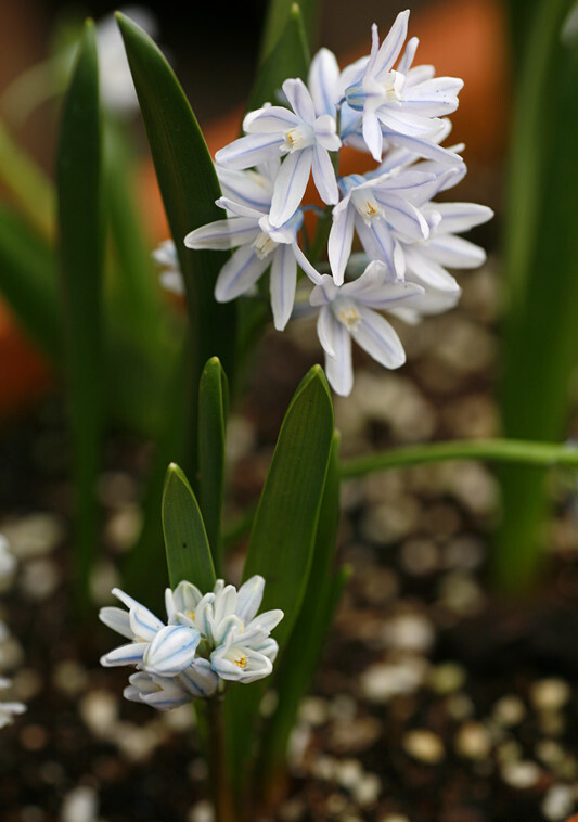 蚁播花（条纹海葱）Puschkinia scilloides ，蚁播花属。